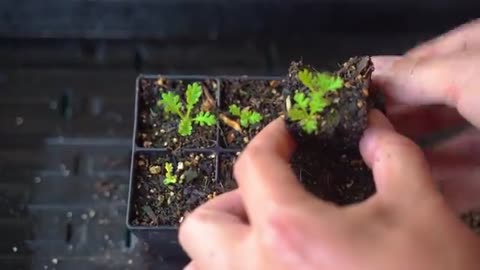 Grow your own Chamomile Tea