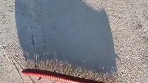 The shadow of a walking millipede.