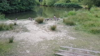 Canadian birds in England