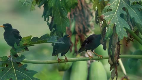 Birds singing in a tree - With great music