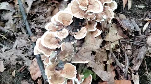 Mushroom Hunting Identification