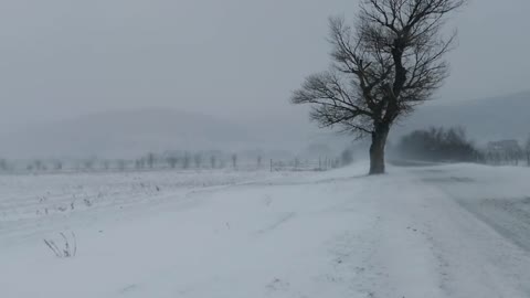 5 HOURS Blizzard Video - Winter Storm Ambience with Icy Howling Wind Sounds for Sleep, Relax