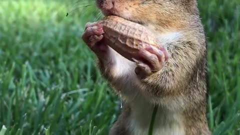 Squirrel eating from human hand