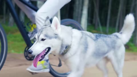 This Cute Puppy Loves Going Out For A Walk At The Wood!