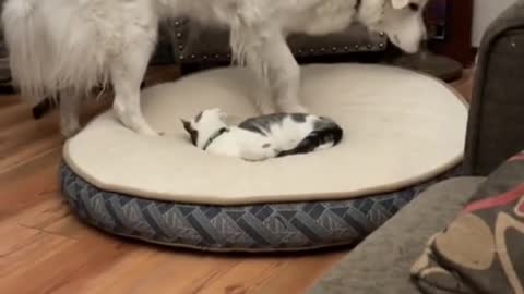 This is my spot - Funny Cat and Dog video #Shorts