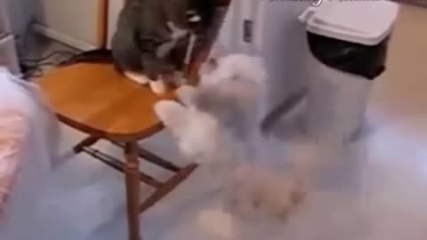 Crazy cats attacking on dogs (funny cats and dogs videos)