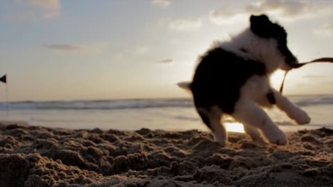 Puppy playing in the sand