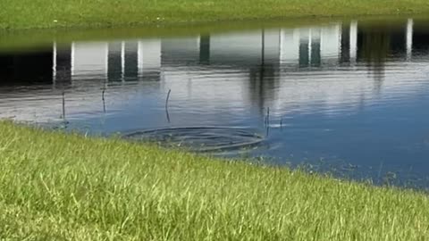 Bass jumping out of the water to eat dragonflies: 9-19-2024