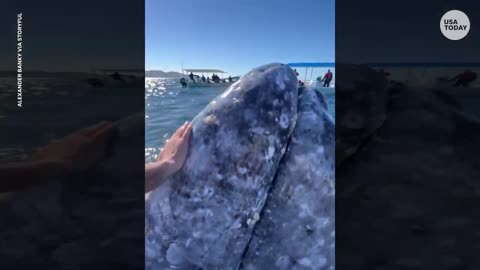 Grey whale gets friendly with giddy tourists _ USA TODAY