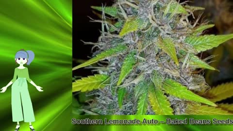 Southern Lemonade Auto – Baked Beans Seeds