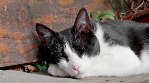 Gatito blanco y negro hermoso