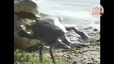 Brave Crab vs. Saltwater Croc: A Tense Showdown 🦀🐊