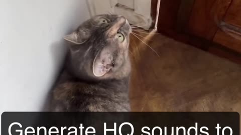 Noises that will make your Cats come to you!!