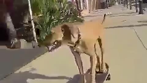 Dog Skate