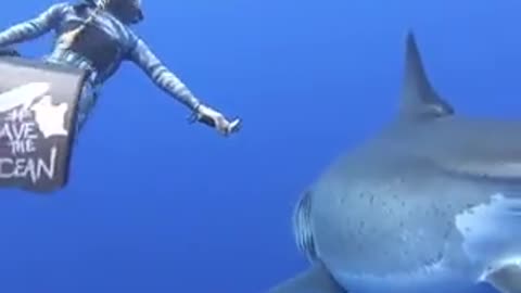 Hawaii diver Ocean Ramsey swims with record breaking largest Great White Shark