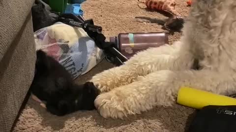 Gentle giant and adopted kitten reunite