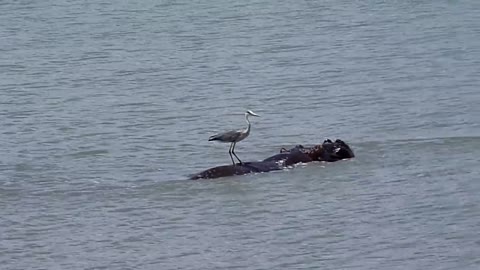 FUNNY WILDLIFE - Heron catches a ride on hippo - South Africa, ski video