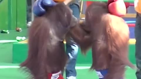 Chimpanzee funny 🤣 boxing videos . 🐒