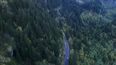 Aerial View Of Coniferous Trees.