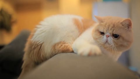 Beautiful cat eating something.