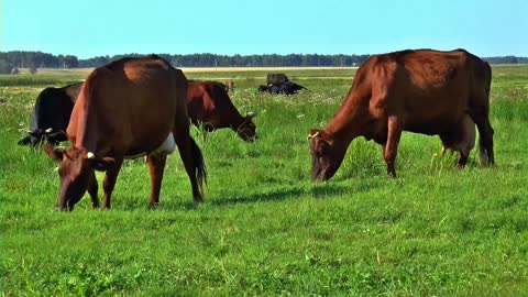 Cow, funny cows, beautiful cows, cow video, cow funny videos