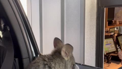 Wallaby Loves Getting Coffee