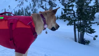 Distracted Doggo Drops Ball Down Slope