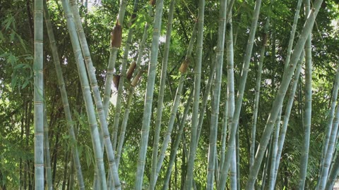 "Panda Chronicles; Life, Love ,Bamboo Feasts"