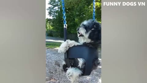 Funniest Animals 2023 😂 Funny Cats and Dogs 🐱🐶 | Funny Animal Videos 2023