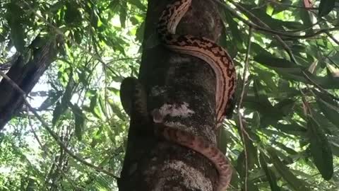 snake climbing tree