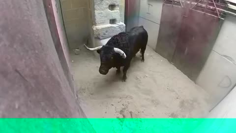 Dangerous Bulls Fight