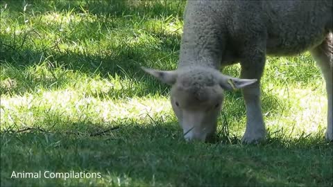 Baby Lamb Playing - So Cute