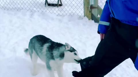 Playing with the cutest HUSKIES in LAPLAND! 😍 #lapland #husky