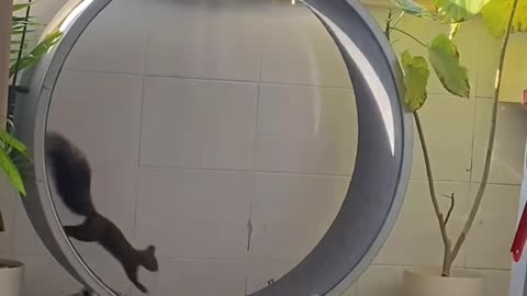 Squirrel treadmill.