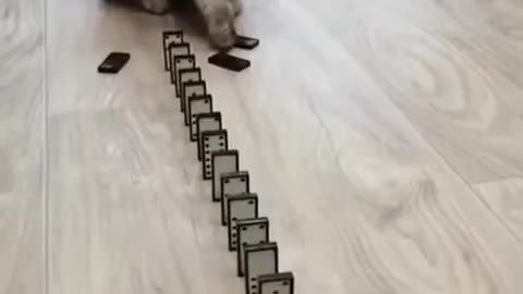 Cute cat playing in a funny way