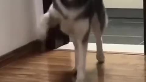 Funny dog dancing