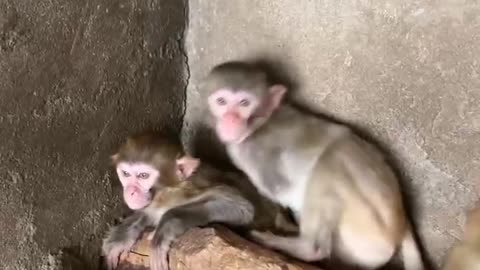 The baby monkeys are afraid of the camera