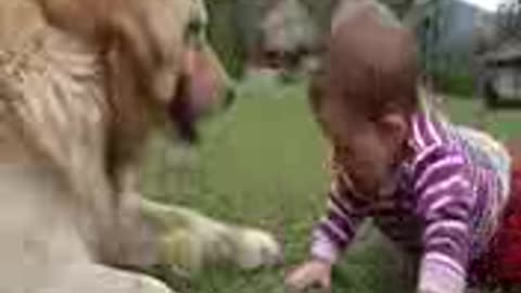 A Goldon retriever dog.