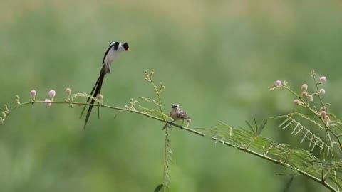 Pin-Tailed Whydah (Vidua macroura)🐦🦜🕊️🎵❤️