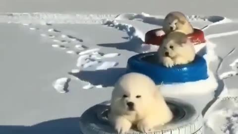 Three musketeers go for a ride