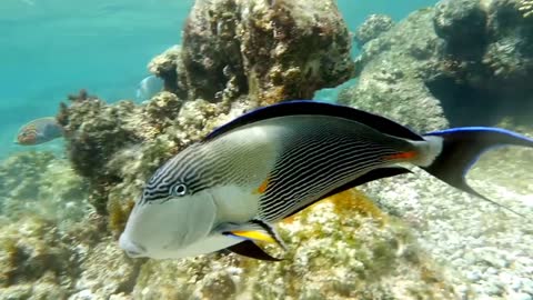 Large fish swimming over a reef