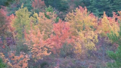 Fall Foliage