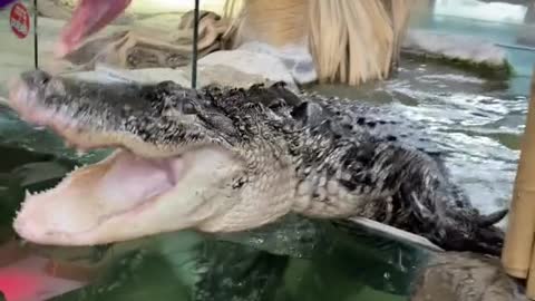 Alligator escapes from the aquarium | Big reptile exit the aquarium