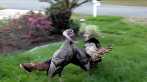 Angry Turkey fight before Thanksgiving !