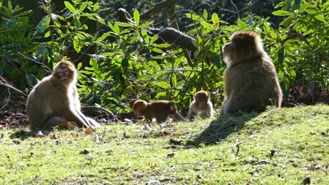 Monkeys at the jungle