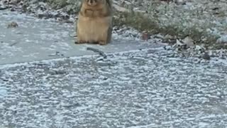 Chunky Squirrel Chills Out on the Sidewalk