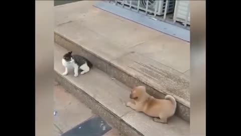 Dog Vs Cat Funny Video