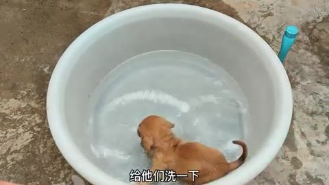 puppy bath