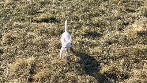 Speedy Pup Takes a Tumble Down Hill