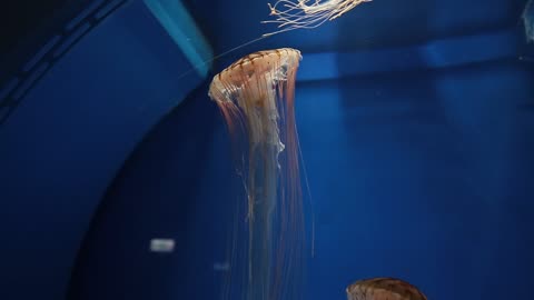 Jellyfish Swimming Inside the Aquarium